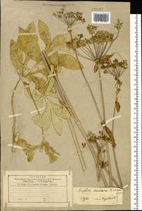 Halosciastrum melanotilingia (H. Boissieu) Pimenov & V. N. Tikhom., Siberia, Russian Far East (S6) (Russia)