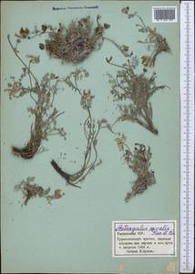 Astragalus nivalis Kar. & Kir., Middle Asia, Pamir & Pamiro-Alai (M2) (Tajikistan)