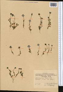 Lomatogonium carinthiacum (Wulfen) Reichenb., Middle Asia, Pamir & Pamiro-Alai (M2) (Kyrgyzstan)