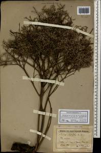 Limonium platyphyllum Lincz., Caucasus, Stavropol Krai, Karachay-Cherkessia & Kabardino-Balkaria (K1b) (Russia)