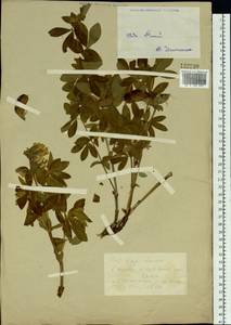 Thermopsis lanceolata R.Br., Siberia, Western (Kazakhstan) Altai Mountains (S2a) (Kazakhstan)