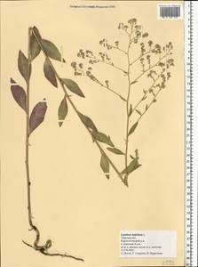 Lepidium latifolium L., Eastern Europe, North-Western region (E2) (Russia)