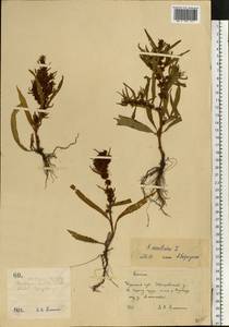 Rumex maritimus L., Eastern Europe, Central forest-and-steppe region (E6) (Russia)