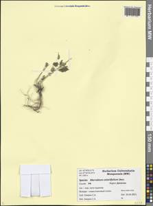 Marrubium catariifolium Desr., Caucasus, Dagestan (K2) (Russia)