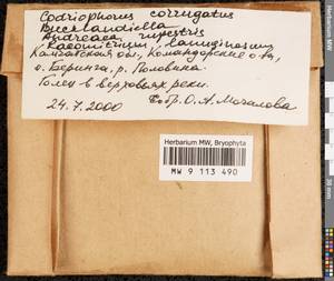 Dilutineuron corrugatum (Bedn.-Ochyra) Bedn.-Ochyra, Sawicki, Ochyra, Szczecińska & Plášek, Bryophytes, Bryophytes - Chukotka & Kamchatka (B21) (Russia)