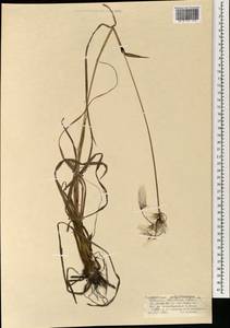 Eriophorum angustifolium Honck., Mongolia (MONG) (Mongolia)