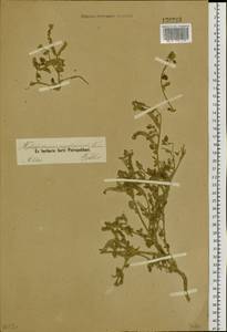 Heliotropium europaeum L., Siberia, Altai & Sayany Mountains (S2) (Russia)