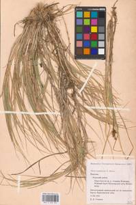 Carex mackenziei V.I.Krecz., Eastern Europe, Northern region (E1) (Russia)