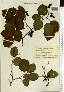 Alnus incana (L.) Moench, Eastern Europe, Moscow region (E4a) (Russia)