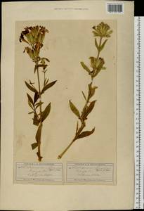 Saponaria officinalis L., Eastern Europe, Moscow region (E4a) (Russia)