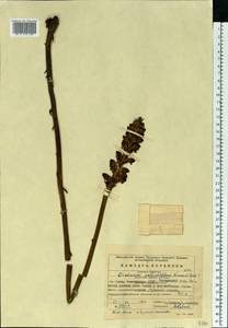 Orobanche reticulata subsp. pallidiflora (Wimm. & Grab.) Hayek, Eastern Europe, Eastern region (E10) (Russia)