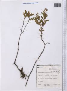 Chamaedaphne calyculata (L.) Moench, America (AMER) (Canada)