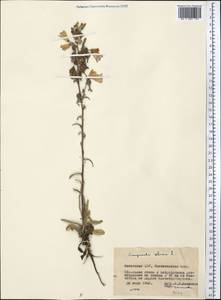 Campanula sibirica L., Middle Asia, Northern & Central Kazakhstan (M10) (Kazakhstan)