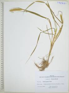 Setaria pumila (Poir.) Roem. & Schult., Siberia, Russian Far East (S6) (Russia)