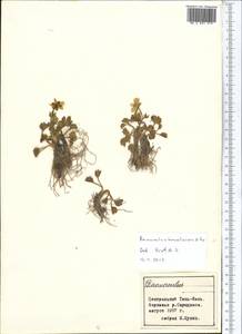 Ranunculus transiliensis Popov ex Gamajun., Middle Asia, Northern & Central Tian Shan (M4) (Kyrgyzstan)
