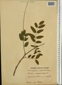 Robinia neomexicana A.Gray, Eastern Europe, Lower Volga region (E9) (Russia)