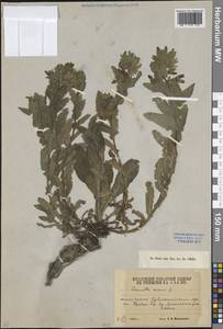 Cerinthe minor L., Caucasus, South Ossetia (K4b) (South Ossetia)