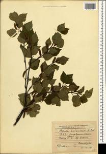 Betula pubescens var. litwinowii (Doluch.) Ashburner & McAll., Caucasus, Stavropol Krai, Karachay-Cherkessia & Kabardino-Balkaria (K1b) (Russia)
