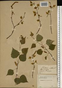 Betula pubescens Ehrh., Eastern Europe, Western region (E3) (Russia)