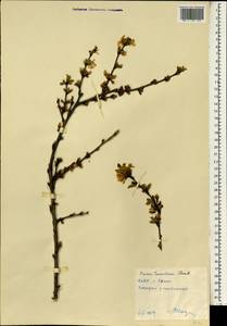 Prunus tomentosa Thunb., South Asia, South Asia (Asia outside ex-Soviet states and Mongolia) (ASIA) (North Korea)