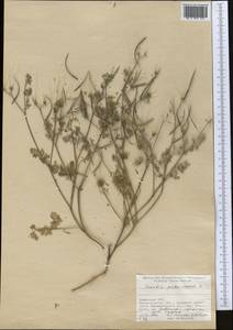 Scandix pecten-veneris L., Middle Asia, Pamir & Pamiro-Alai (M2) (Uzbekistan)