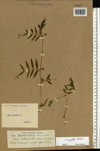 Vicia sativa subsp. nigra (L.)Ehrh., Eastern Europe, Middle Volga region (E8) (Russia)