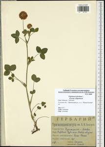 Trifolium hybridum L., Eastern Europe, Central region (E4) (Russia)