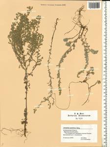 Artemisia austriaca Jacq., Eastern Europe, Lower Volga region (E9) (Russia)