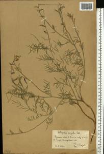 Astragalus varius S.G.Gmel., Eastern Europe, Lower Volga region (E9) (Russia)