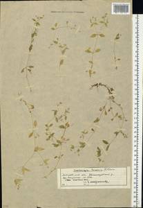 Moehringia trinervia (L.) Clairv., Eastern Europe, Moscow region (E4a) (Russia)