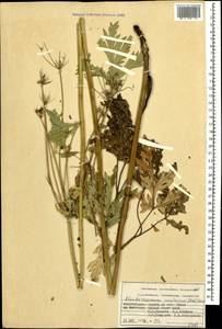 Eleutherospermum cicutarium (M. Bieb.) Boiss., Caucasus, Azerbaijan (K6) (Azerbaijan)