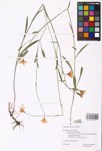 Campanula stevenii M.Bieb., Eastern Europe, Central forest-and-steppe region (E6) (Russia)