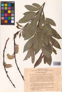 Salix daphnoides Vill., Eastern Europe, Latvia (E2b) (Latvia)