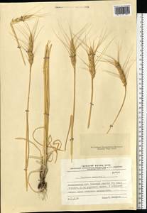 Triticum aestivum L., Eastern Europe, Lower Volga region (E9) (Russia)