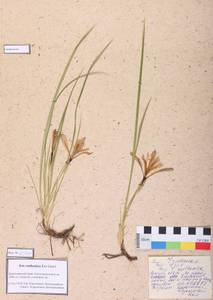 Iris ruthenica Ker Gawl., Siberia, Central Siberia (S3) (Russia)