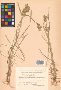 Anthoxanthum glabrum (Trin.) Veldkamp, Siberia, Russian Far East (S6) (Russia)