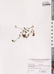 Saxifraga hyperborea R.Br., Siberia, Chukotka & Kamchatka (S7) (Russia)