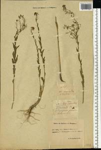 Neslia paniculata (L.) Desv., Eastern Europe, Rostov Oblast (E12a) (Russia)