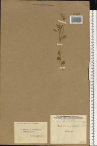 Viola tricolor L., Eastern Europe, Volga-Kama region (E7) (Russia)