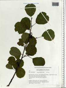 Alnus glutinosa (L.) Gaertn., Eastern Europe, Central forest region (E5) (Russia)