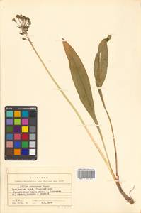 Allium ochotense Prokh., Siberia, Russian Far East (S6) (Russia)