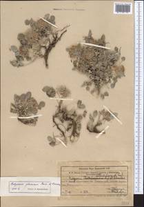 Hedysarum plumosum Boiss. & Hausskn., Middle Asia, Western Tian Shan & Karatau (M3) (Uzbekistan)