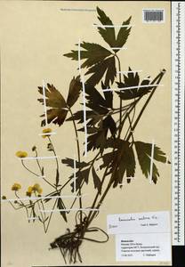 Ranunculus serbicus Vis., Eastern Europe, Moscow region (E4a) (Russia)
