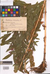 Epilobium hirsutum L., Eastern Europe, Central forest-and-steppe region (E6) (Russia)