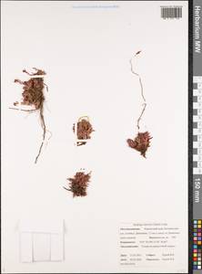 Saxifraga bronchialis subsp. funstonii (Small) Hult., Siberia, Chukotka & Kamchatka (S7) (Russia)