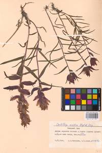 MHA 0 161 297, Castilleja arctica, Siberia, Western Siberia (S1) (Russia)