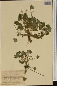 Ficaria verna Huds., Western Europe (EUR) (United Kingdom)