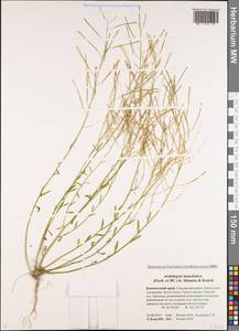 Arabidopsis lyrata subsp. kamchatica (Fisch. ex DC.) O'Kane & Al-Shehbaz, Siberia, Chukotka & Kamchatka (S7) (Russia)