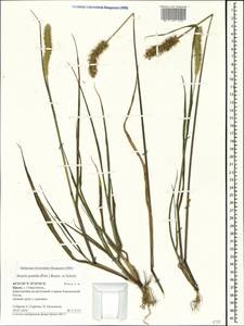 Setaria pumila (Poir.) Roem. & Schult., Crimea (KRYM) (Russia)