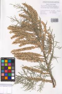 Tamarix octandra (M. Bieb.) Bunge, Eastern Europe, Lower Volga region (E9) (Russia)